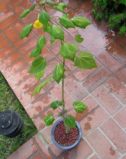 Uncarina