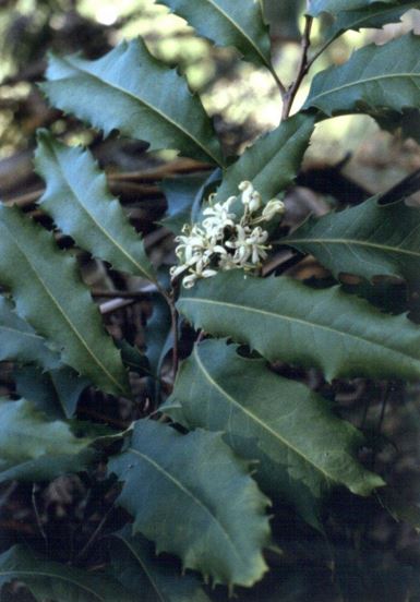 Tree Lomatia