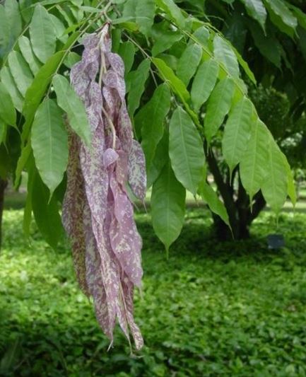 Brownea Species, Ariza, Caleno