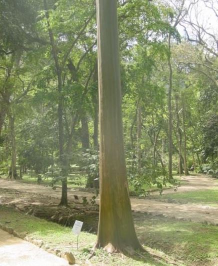 Mulateiro, Mulateiro da Várzea