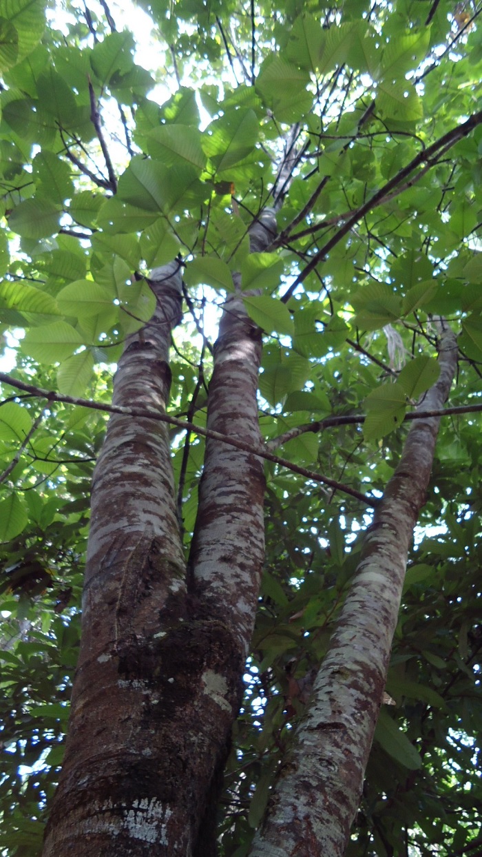 Milk Tree, Couba, Sorva