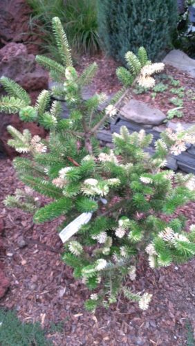 Korean Fir Gelbbunt