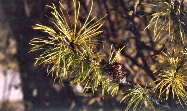 Western Larch, Hackmatack