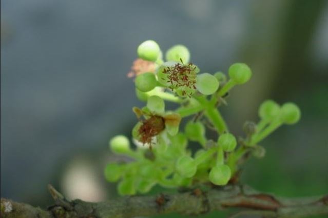 Sandpaper Tree