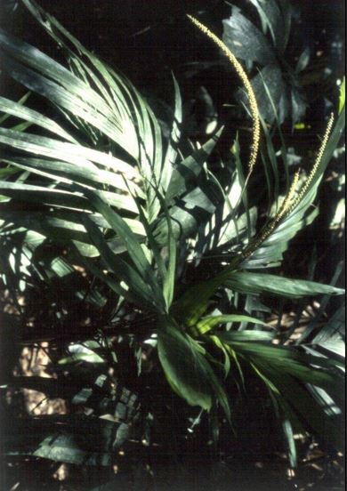 Linospadix Species, Jakarungle, Minor Walking-Stick Palm