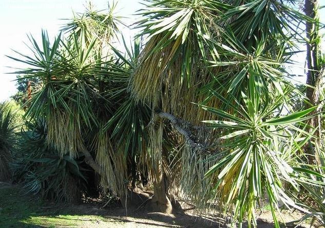 Variegated Spineless Yucca Variegata