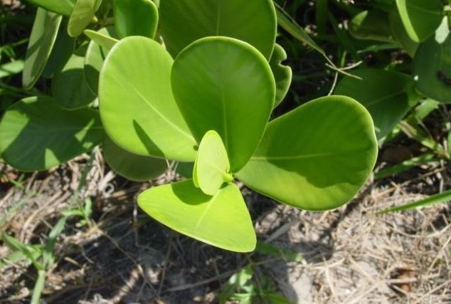 Clusia Species, Red Clusia