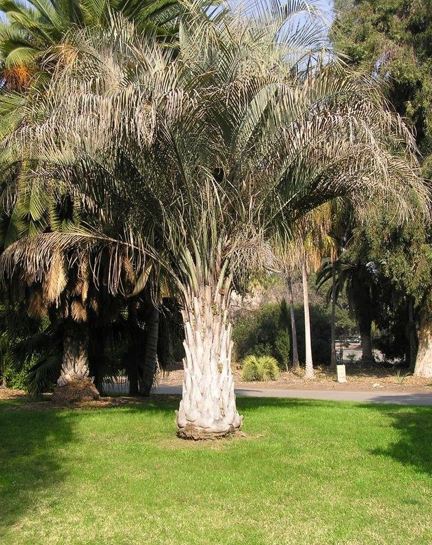Butia Species, Dwarf Horizontal Palm, Dwarf Yatay Palm
