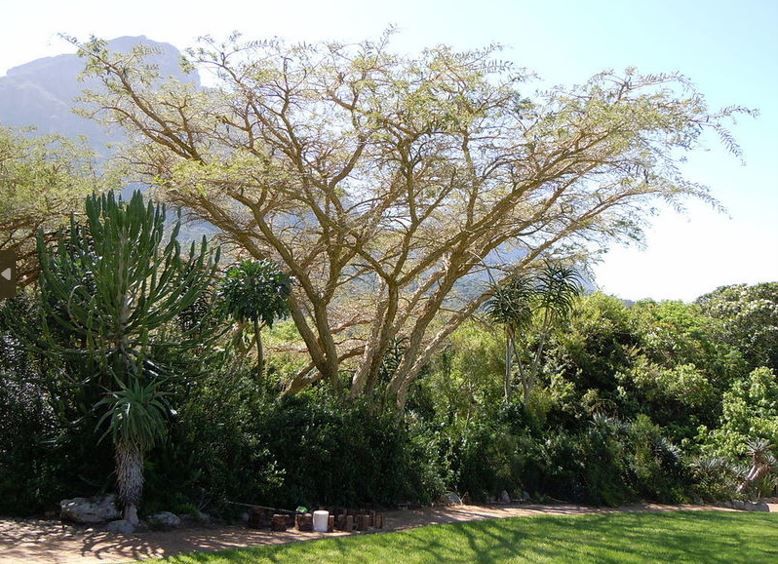 Vachellia Species, Paperbark Thorn