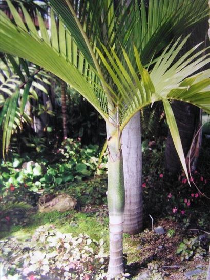 Basselinia Species, Palm