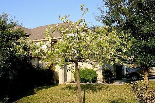 Pyrus Species, Callery pear