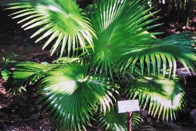 Livistona Species, Major Jenkins Palm