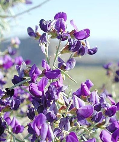 Psorothamnus Species, Indigo Bush
