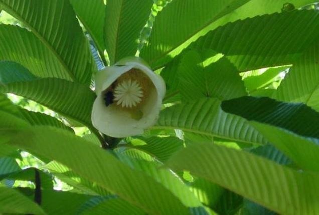 Dillenia Species, Chulta, Elephant Apple, Hondapara Tree