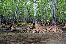 Mangle Pinuela, Tea Mangrove