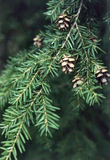 Western Hemlock, Alaska Pine, Pacific Hemlock, West Coast Hemlock