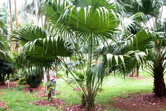 Broom Palm, Jamaican Thatch Palm, Mountain Thatch Palm