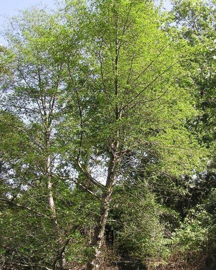 White Alder