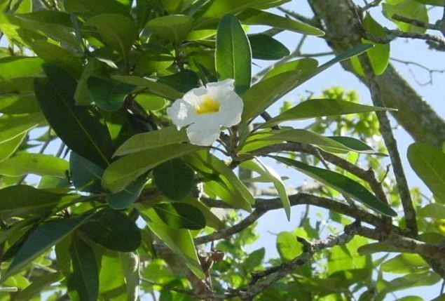 Tabebuia Species, Caixeta