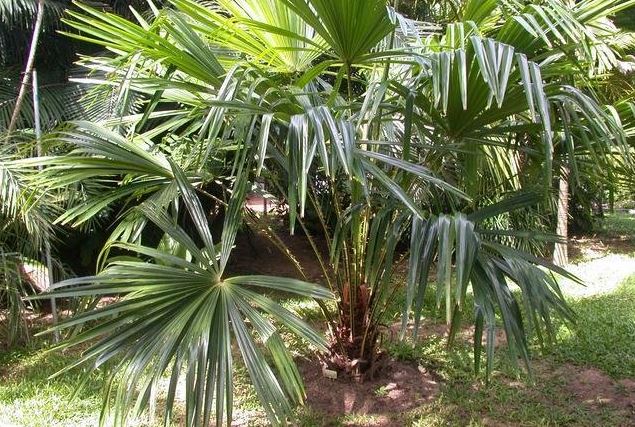 Pholidocarpus Species, Kepang Palm