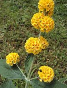 Buddleja, Butterfly Bush, Golden Butterfly Bush Sungold