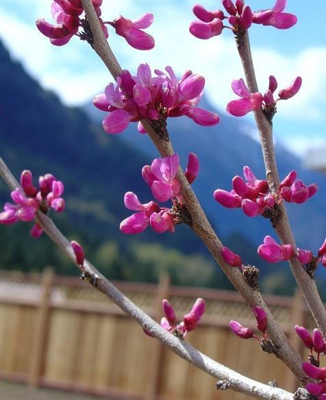 Cercis Species, Chinese Redbud