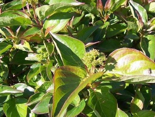 Dwarf Dogwood