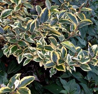 Oleaster, Ebbinges Silverberry Gilt Edge