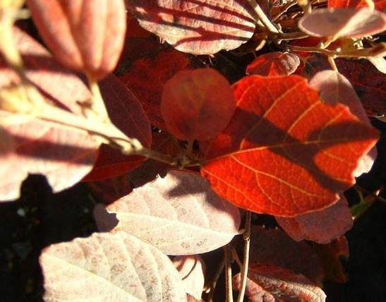 Fothergilla, Dwarf Fothergilla, Dwarf Witch Alder Blue Mist