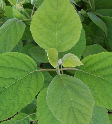 Hydrangea Species, Silver Leaf Hydrangea