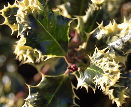 Ilex, English Holly Ferox Argentea