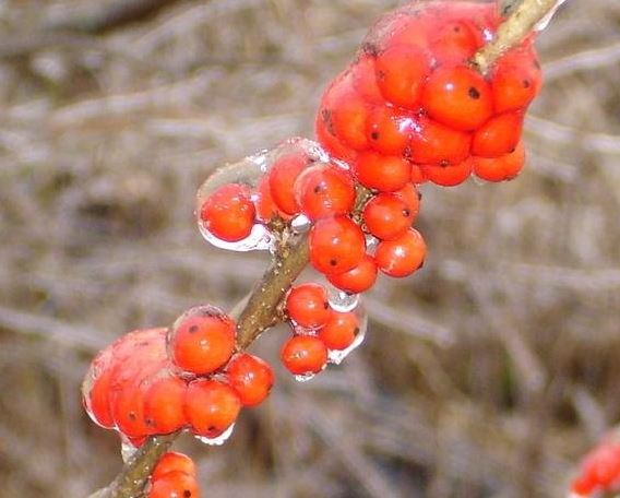 Ilex, Possum Haw Holly, Possumhaw, Deciduous Holly Council Fire