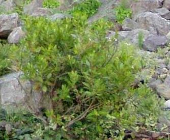 Ilex, Inkberry, Gallberry Compacta