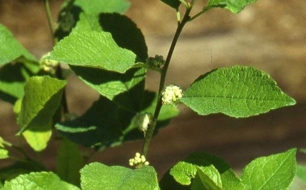 Winterberry Holly, Black Alder Southern Gentleman