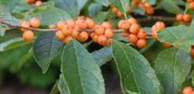 Winterberry Holly, Black Alder Winter Gold