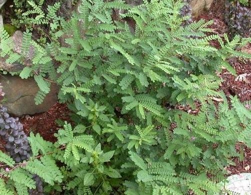 Indigofera Species, Himalayan Indigo