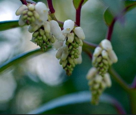 Leucothoe, Fetterbush Royal Ruby