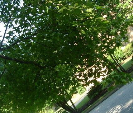 Liquidambar, Sweetgum, Red Gum, Liquid Amber Gum Ball
