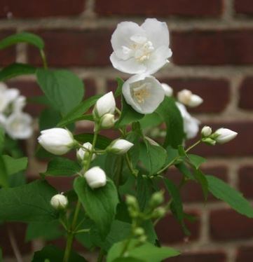 Mockorange, Mock Orange Natchez