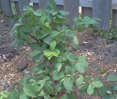 Lonicera, European Fly Honeysuckle Emerald Mound