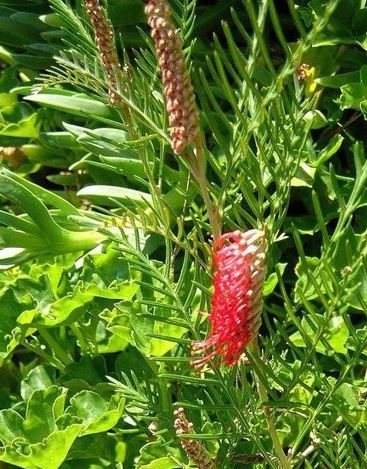 Grevillea Red Hooks