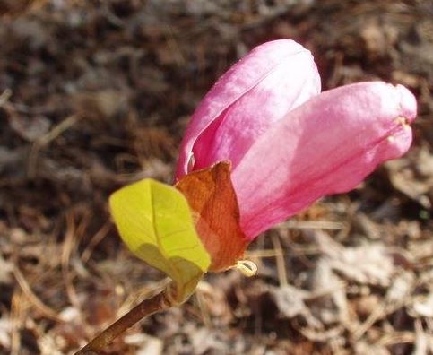 Magnolia Pinkie