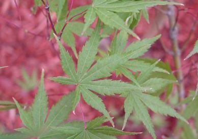Japanese Maple Glowing Embers