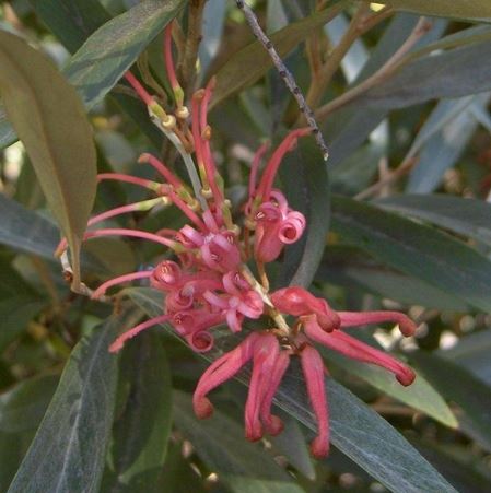 Royal Grevillea