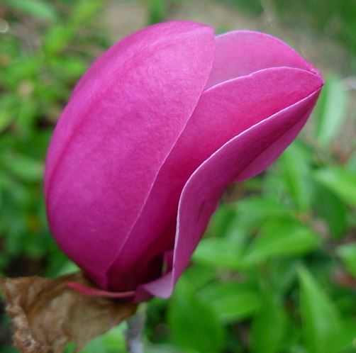 Magnolia Randy