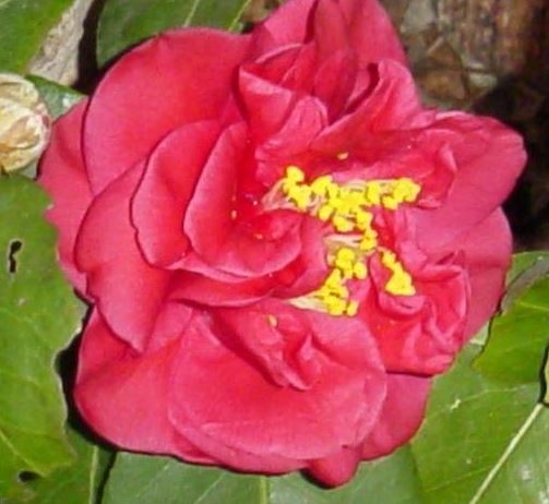 Common Camellia, Japanese Camellia Mrs. Charles Cobb