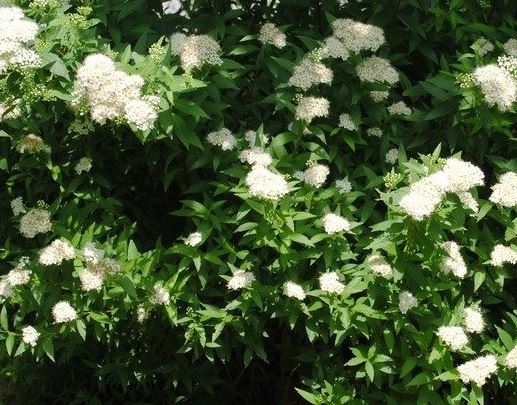 Spiraea Species, Japanese White Spirea, Maybush