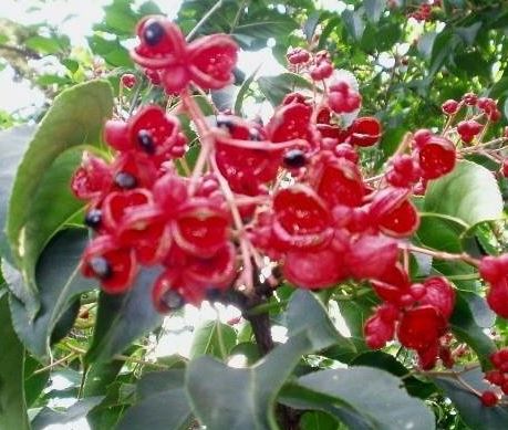Staphylea Species, Sweetheart Tree