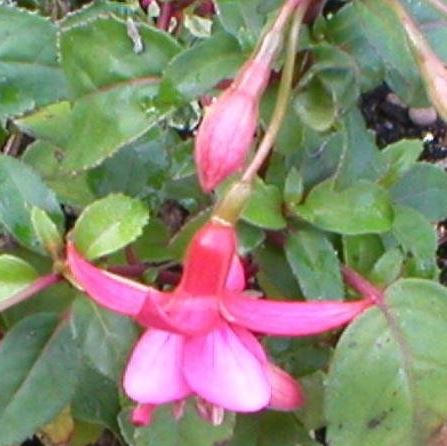 Single Fuchsia Display