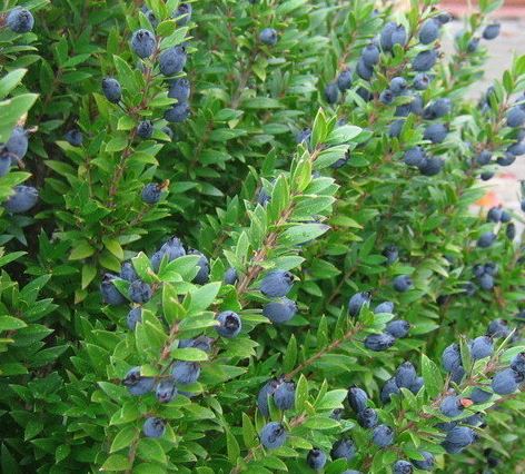 Myrtus, Dwarf Sweet Myrtle Compacta